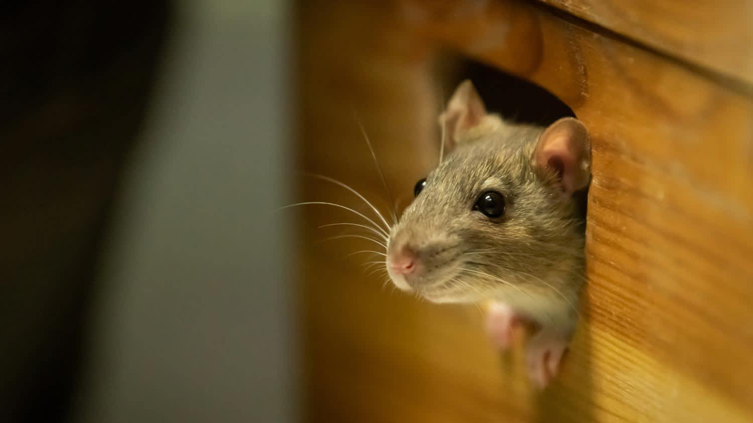 A mouse peeking through a hole