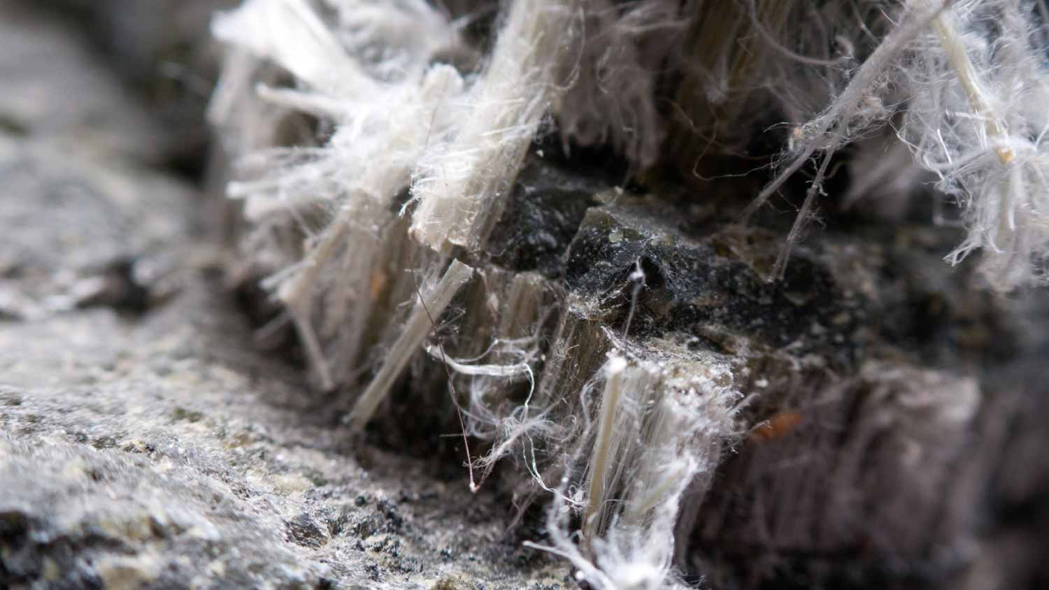 Asbestos chrysotile fibers