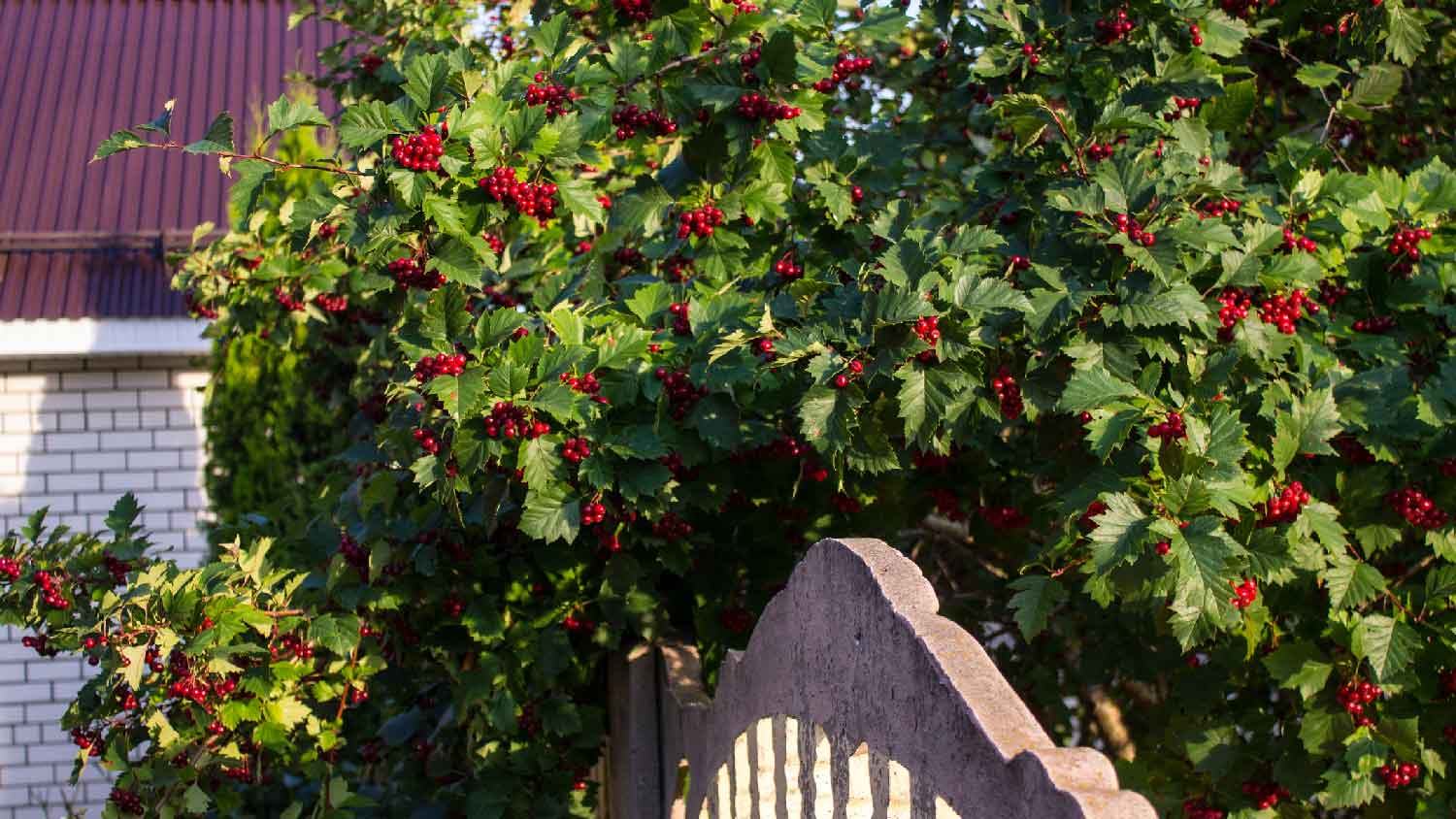 A hawthorn berries bush in a garden