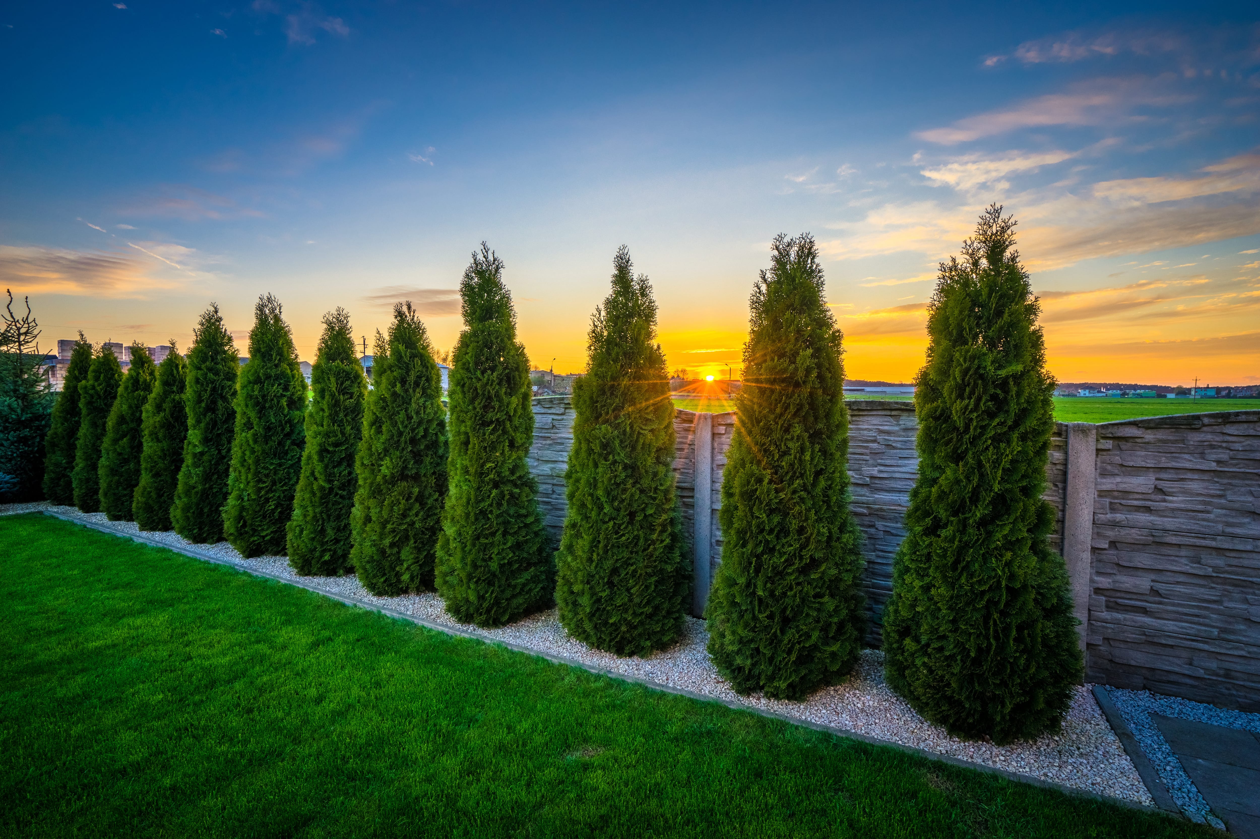 A line of privacy tress following a fence line