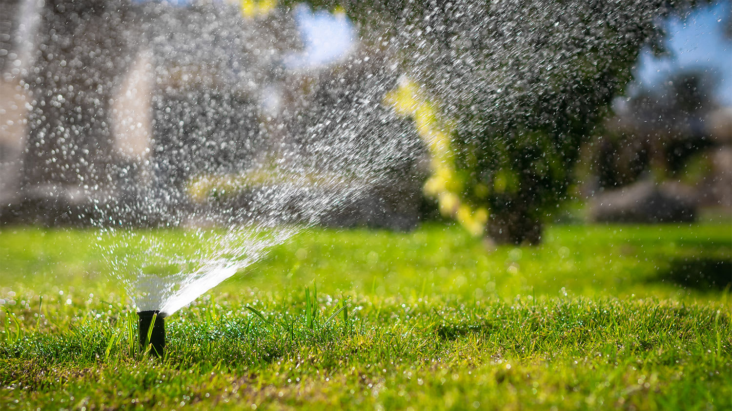 Green grass during sprinkling watering