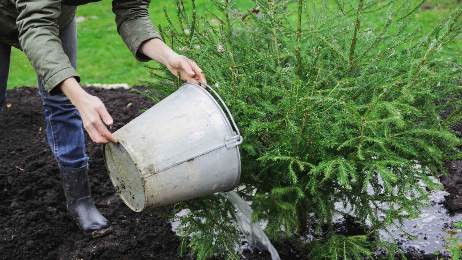 A woman watering a newly transplanted tree