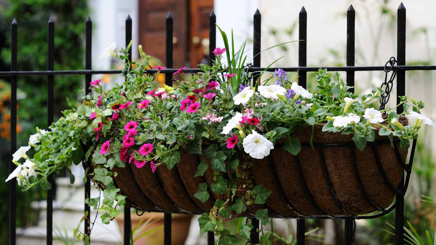 Hanging flowers on fence