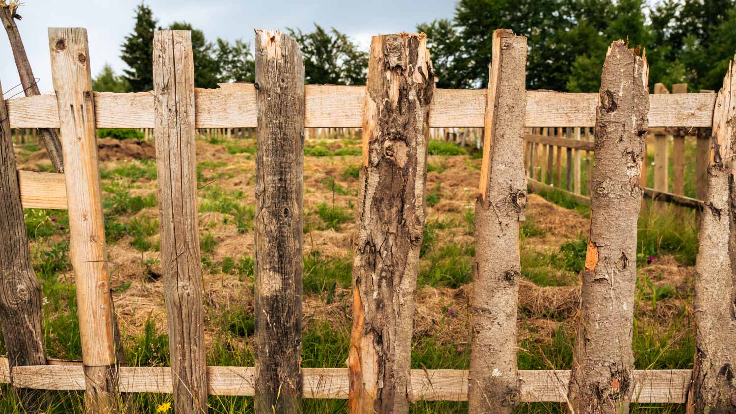 Old wooden fence