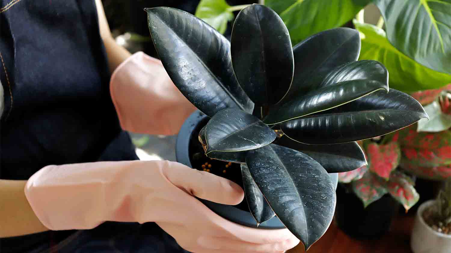 woman holding rubber tree plant
