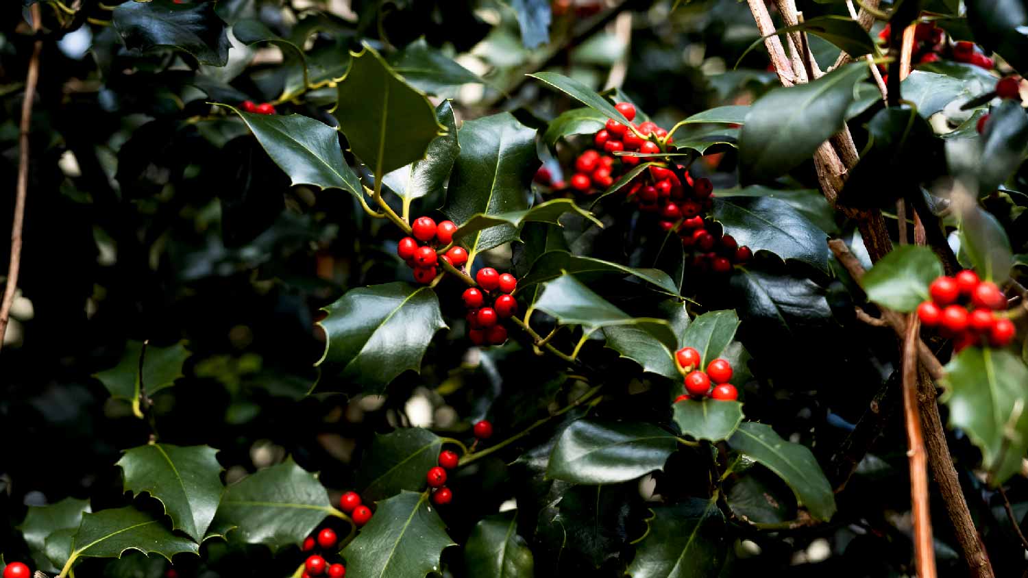 Close-up of a holly bush