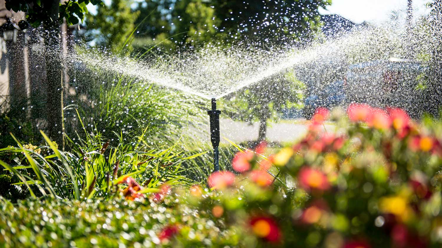 Garden sprinkler in action