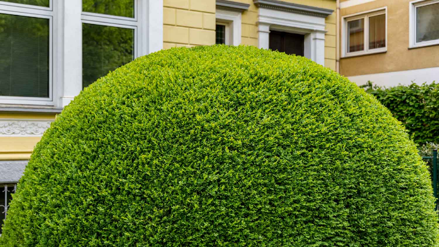 A perfectly trimmed round shrub in front of a house