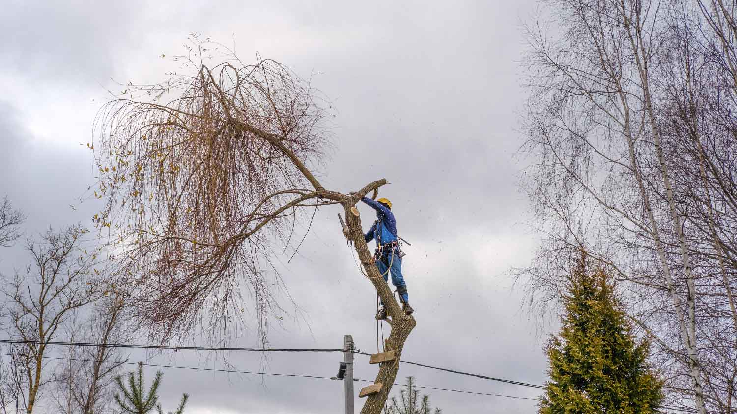 A professional cutting a tree during the winter