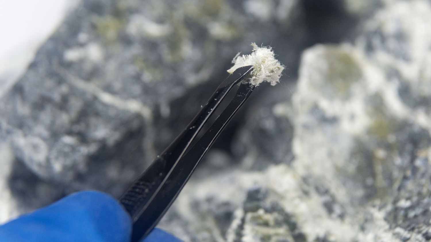 Fibers of the mineral chrysotile asbestos