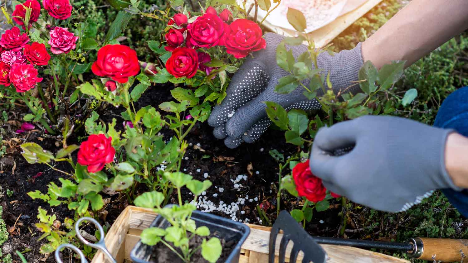 A person planting a rose bush in the ground