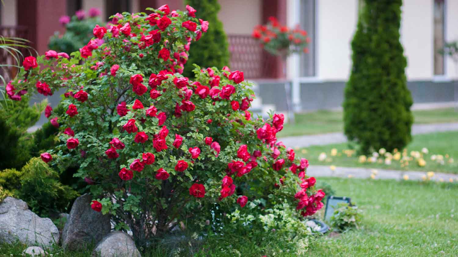 A blooming rose bush in a house garden