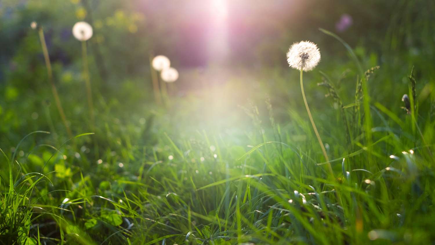 Close-up of lawn with stickers and dandelions