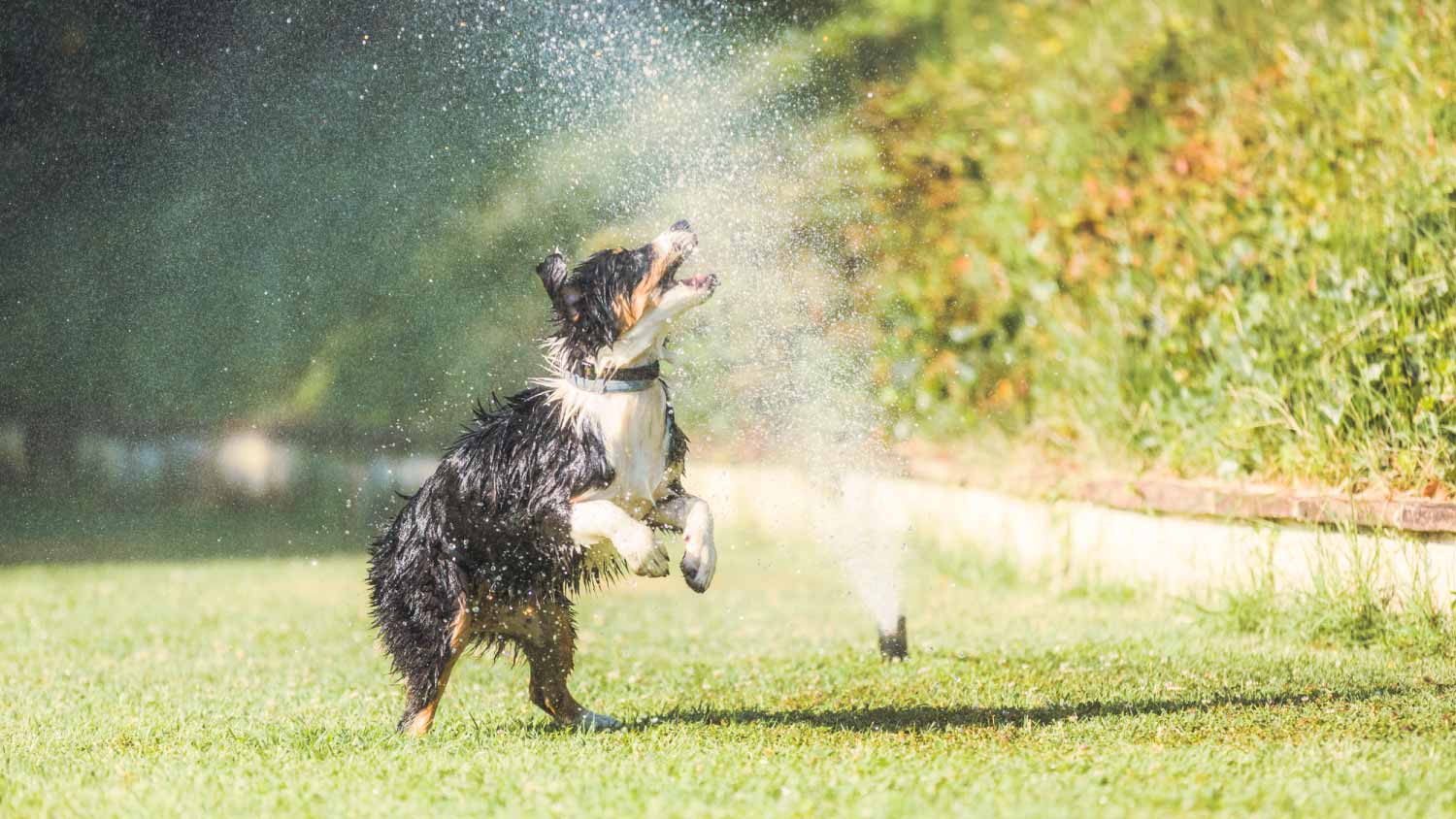 puppy playing with a lawn sprinkler