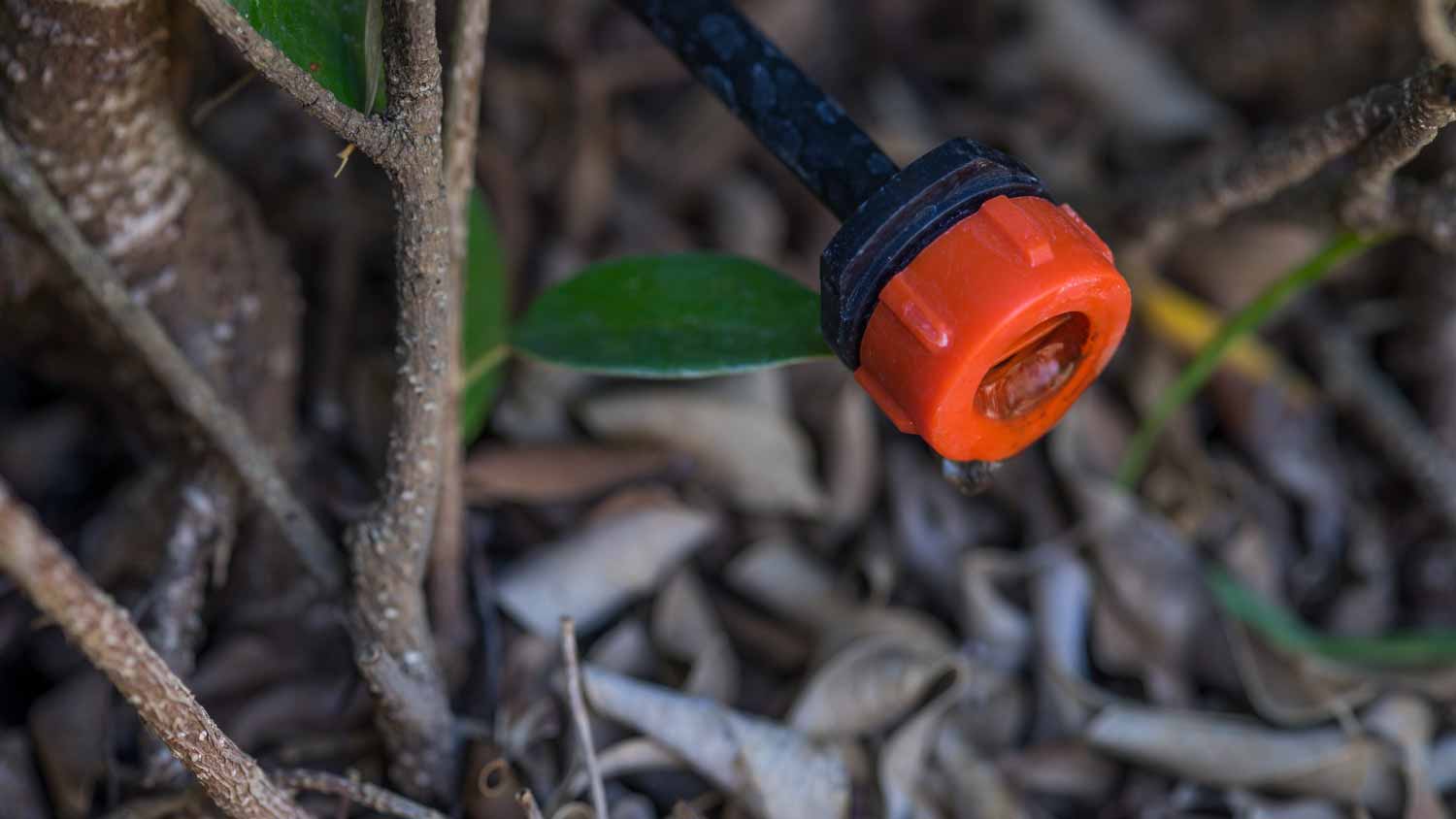 Green plant growing in the drip system