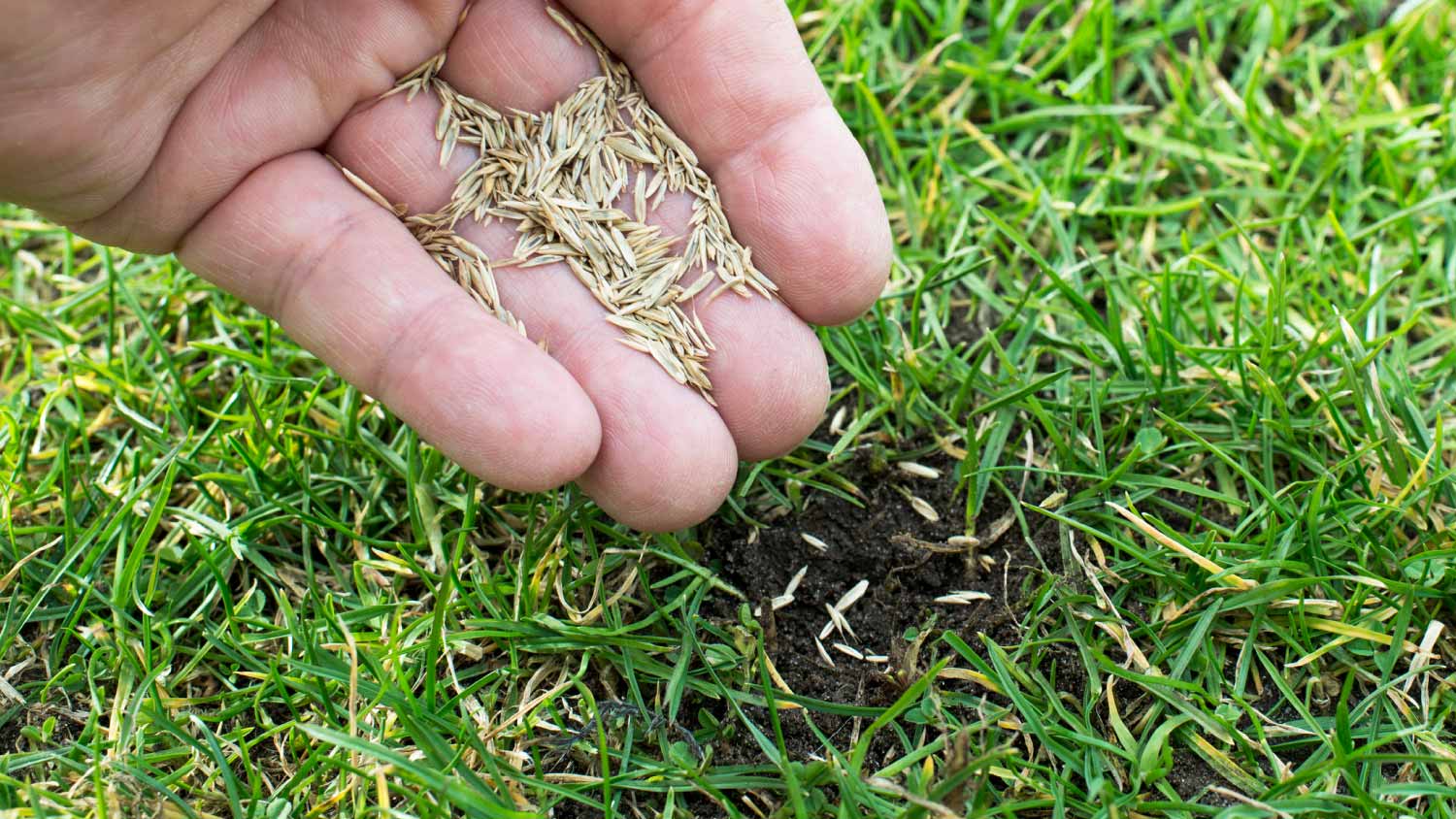 Man holding seeds