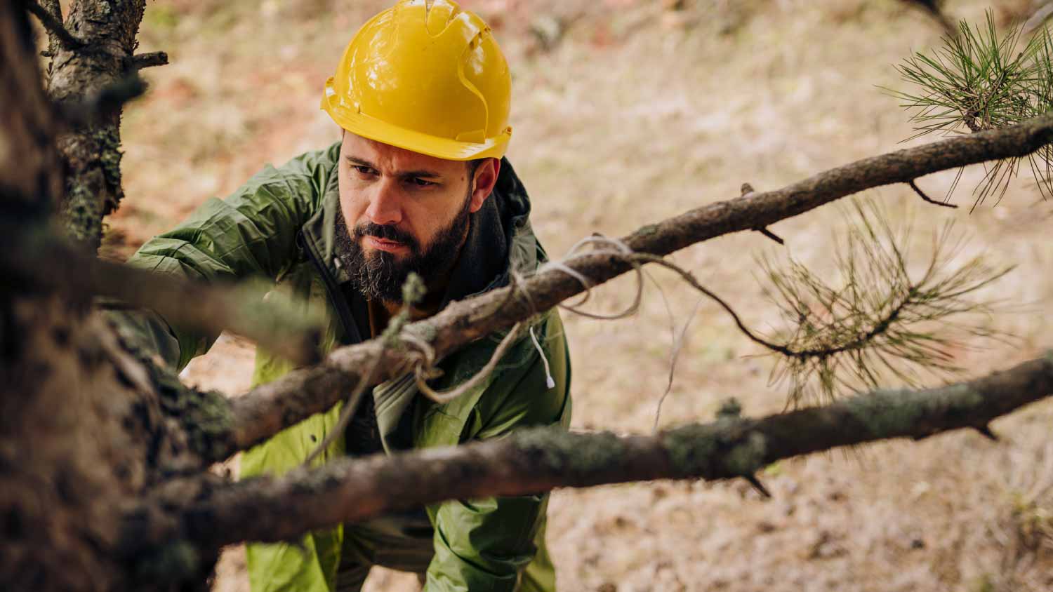 Man checking old tree