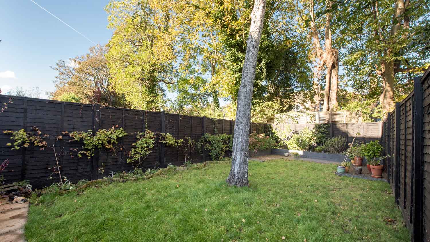 A backyard with a large tree in the center of it