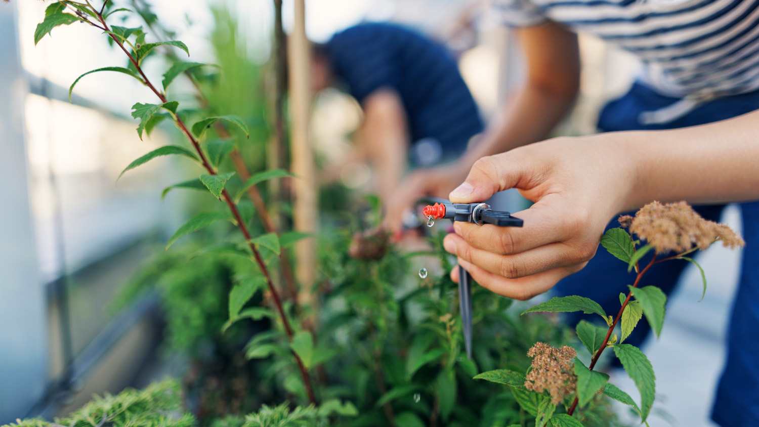A teenage kid assembling a drip irrigation system