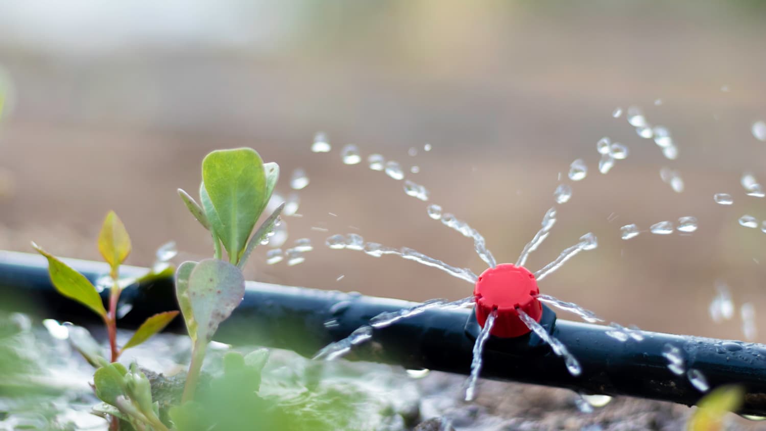 Close-up of drip irrigation