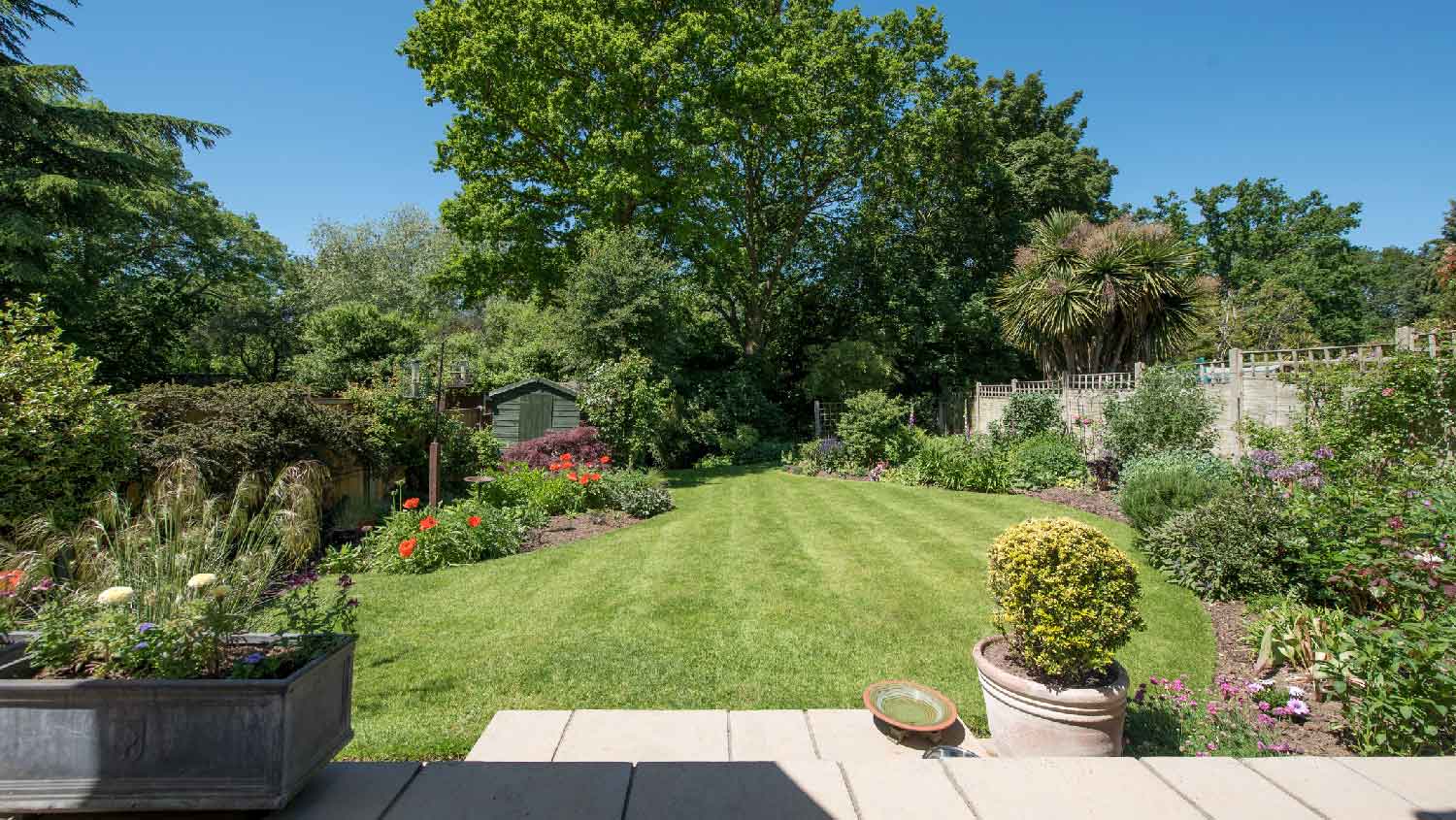 A lush backyard with great lawn