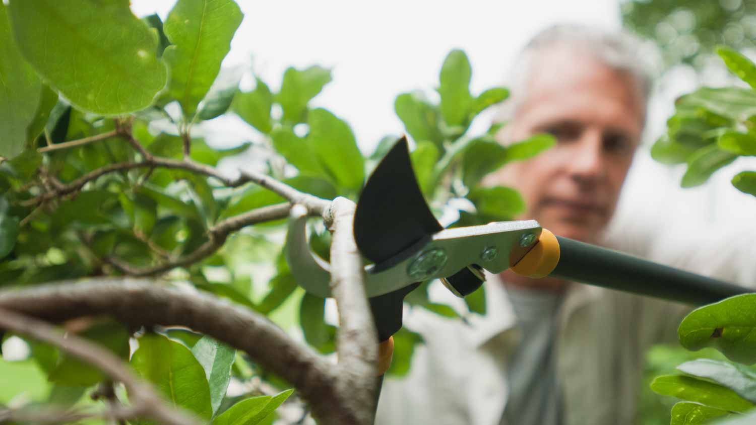 Man trimming branches