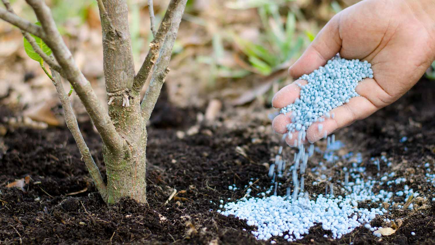 Man giving chemical fertilizer to young tree