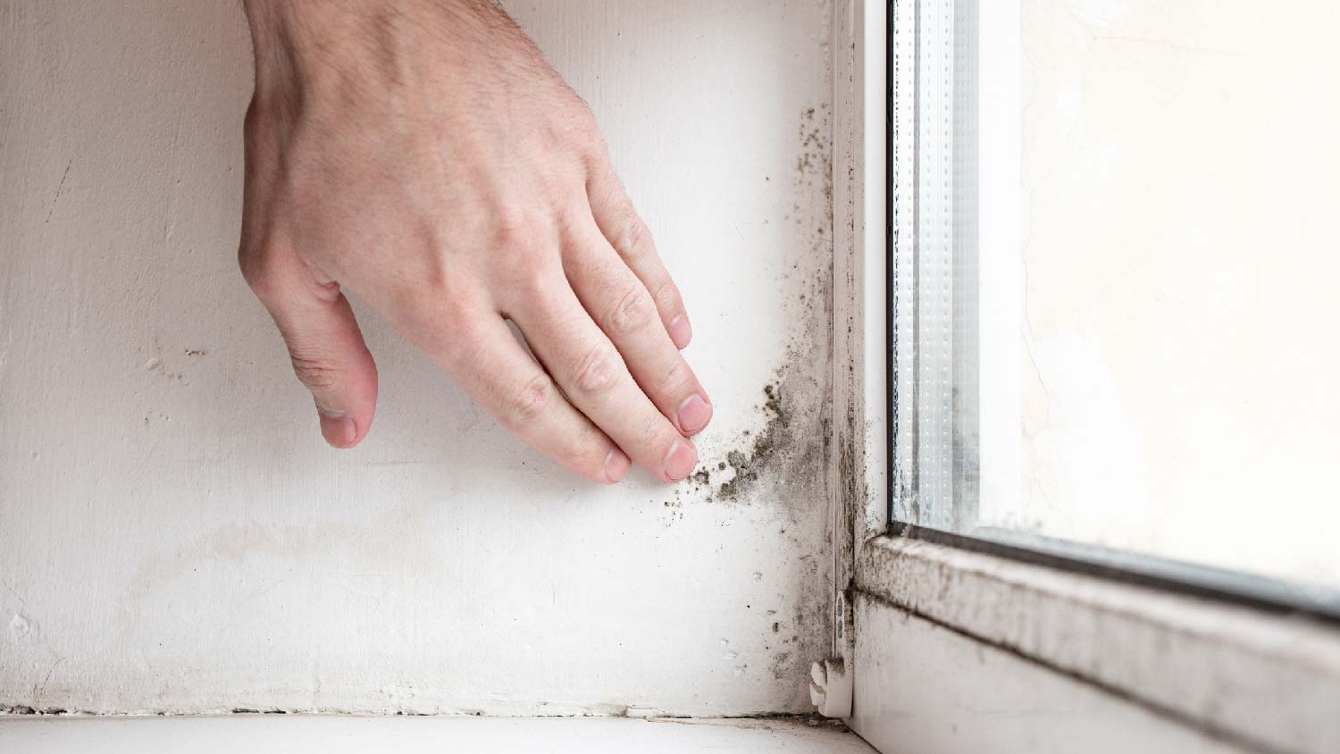 A person discovering black mold by window