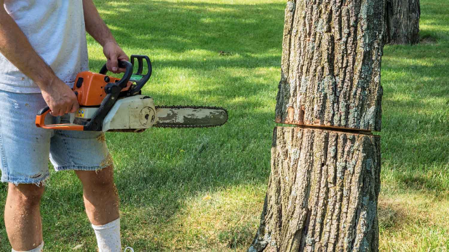Close-up of a man cutting a tree trunk