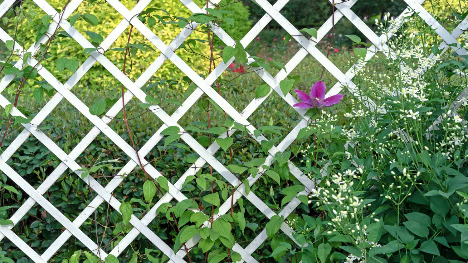 Fence made of white wooden slats