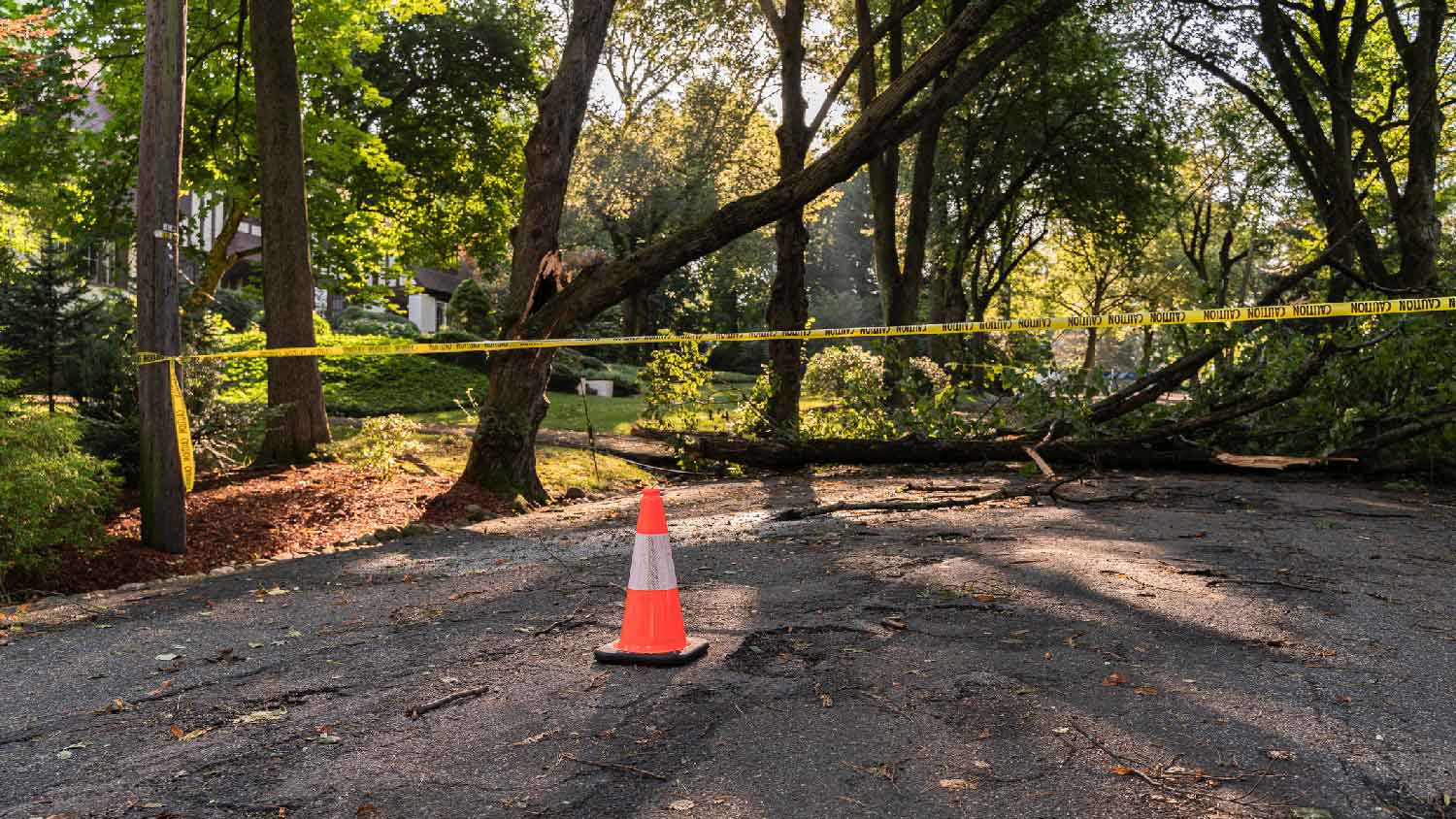 A large tree has fallen in the middle of a suburb street
