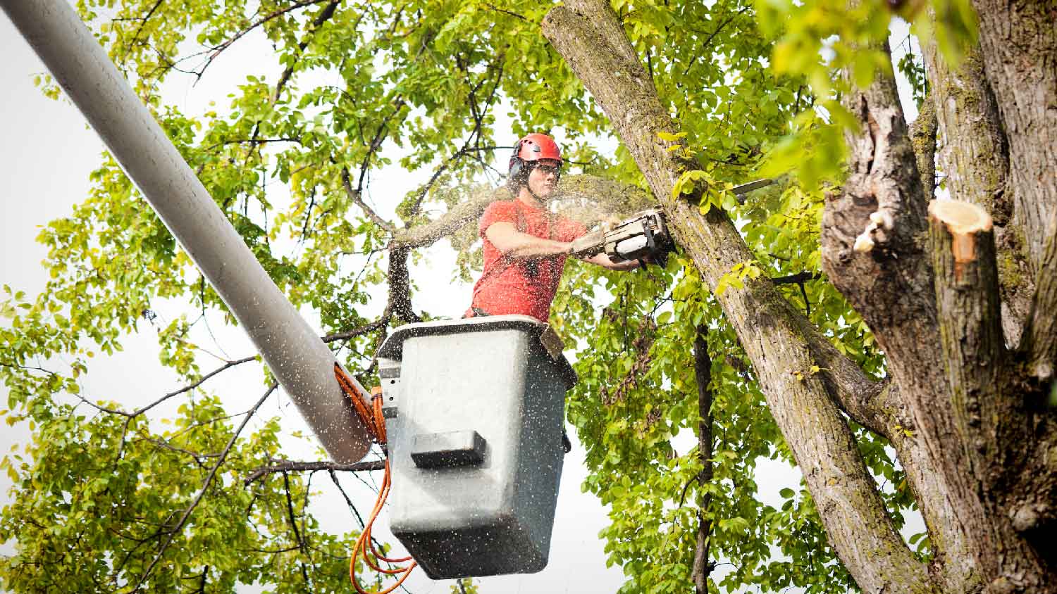 A professional cutting a tree