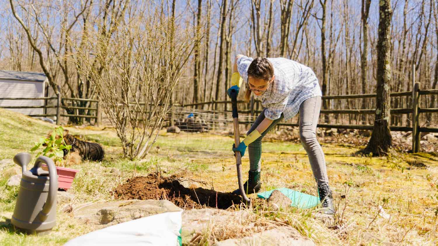 A woman digging a hole to plant a tree