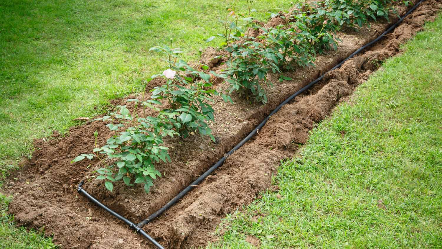 A soaker hose installed around a flower bed