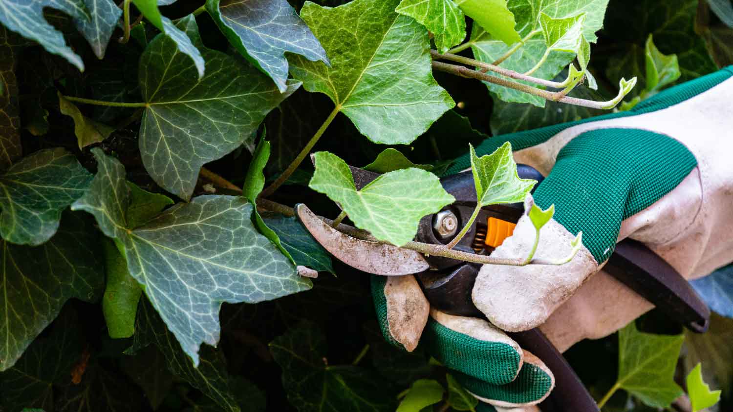 Close-up of a person cutting poison ivy