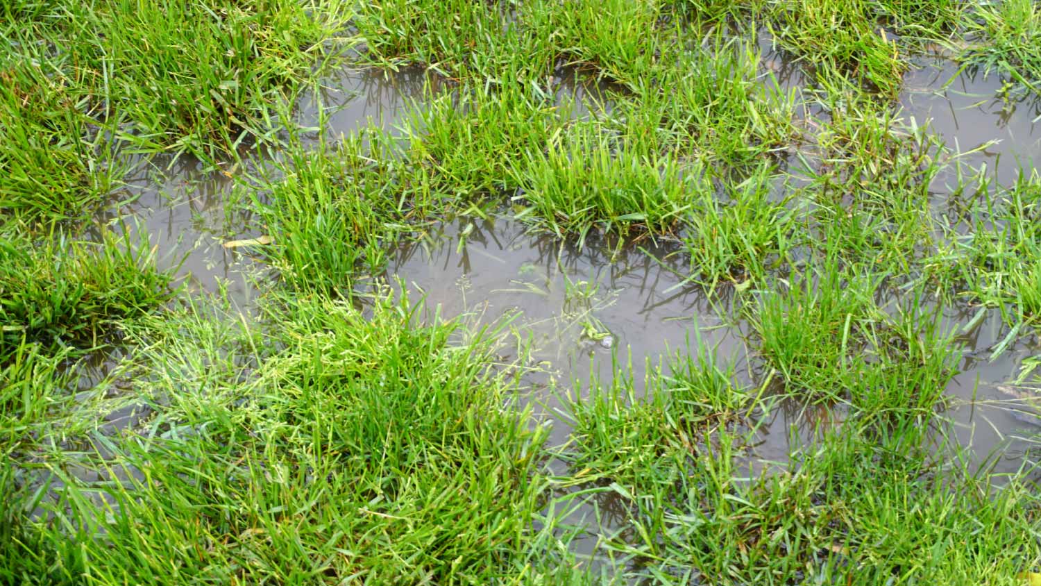 Flooded lawn area