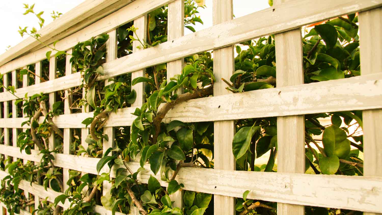 A lattice fence with a bougainvillea growing through