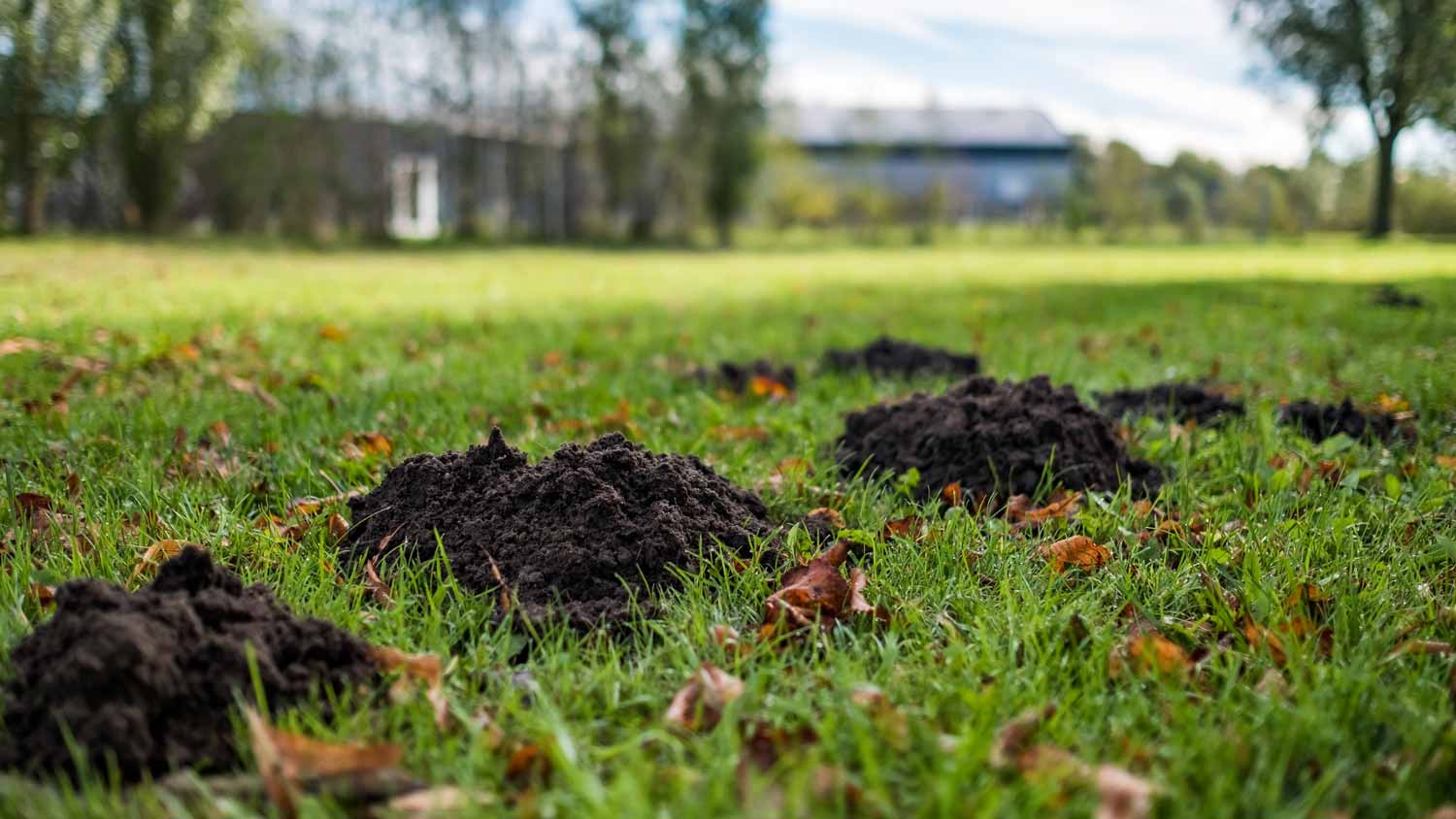 damaged lawn due to mole making holes