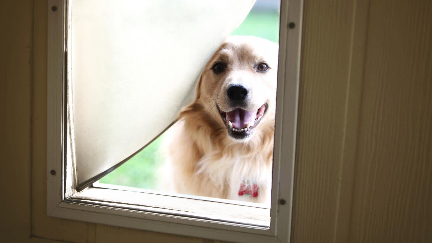 A dog looking through a dog door
