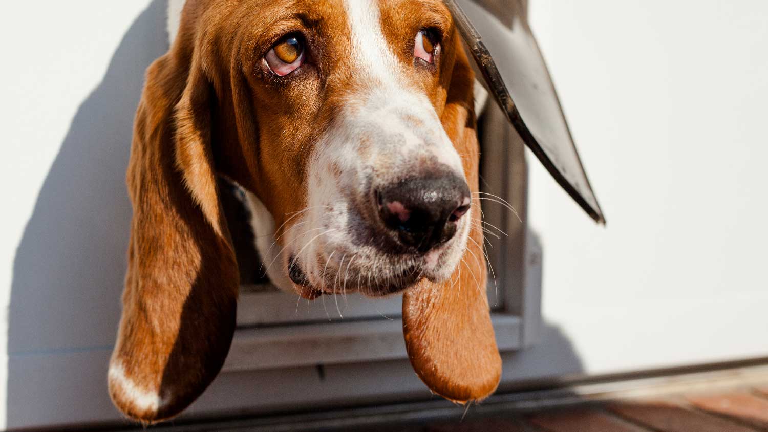 A bassethound peeping out a dog door