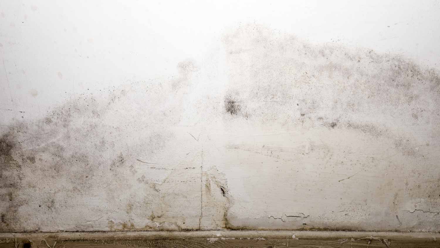 mold wall with fungus