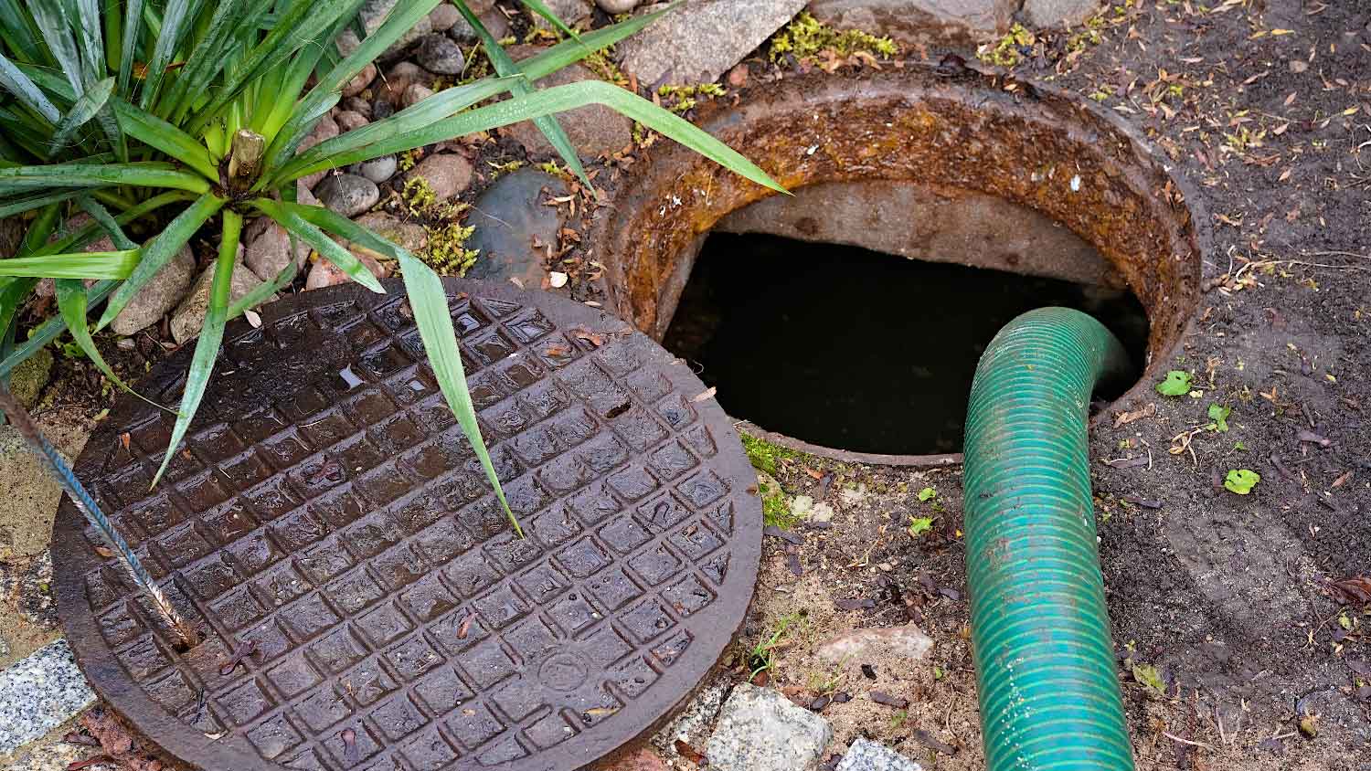 Pumping a cesspool with plants around it