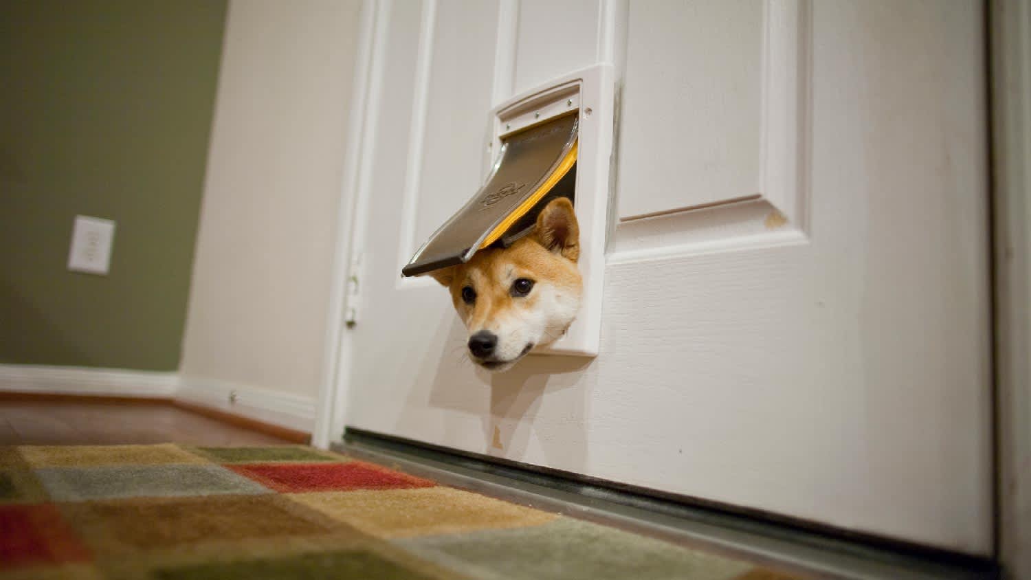 A dog peeking out a doggie door
