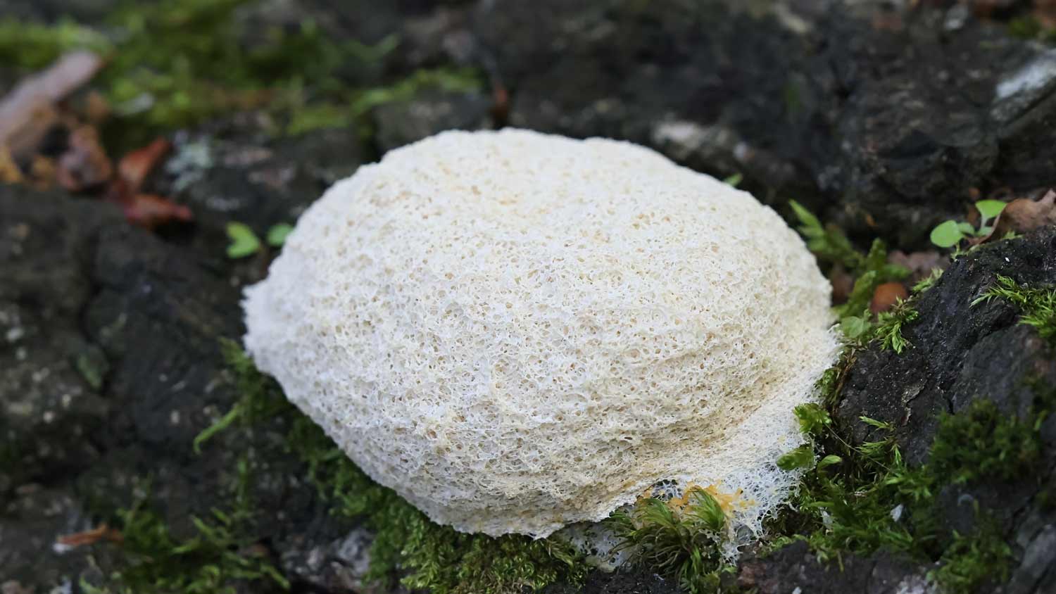 dog vomit slime mold in garden