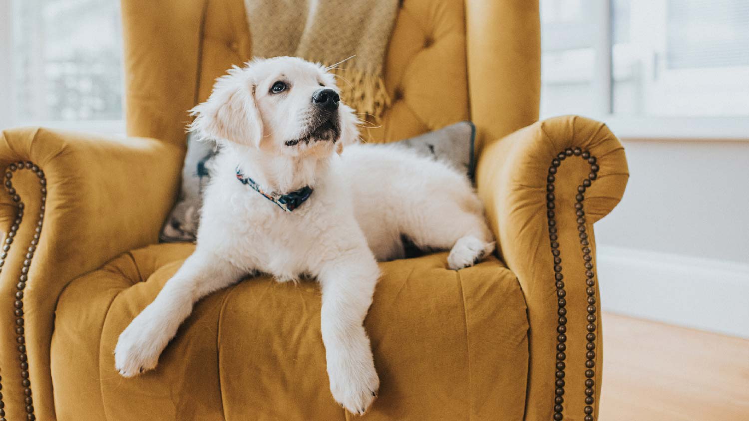 A puppy sitting in an armchair