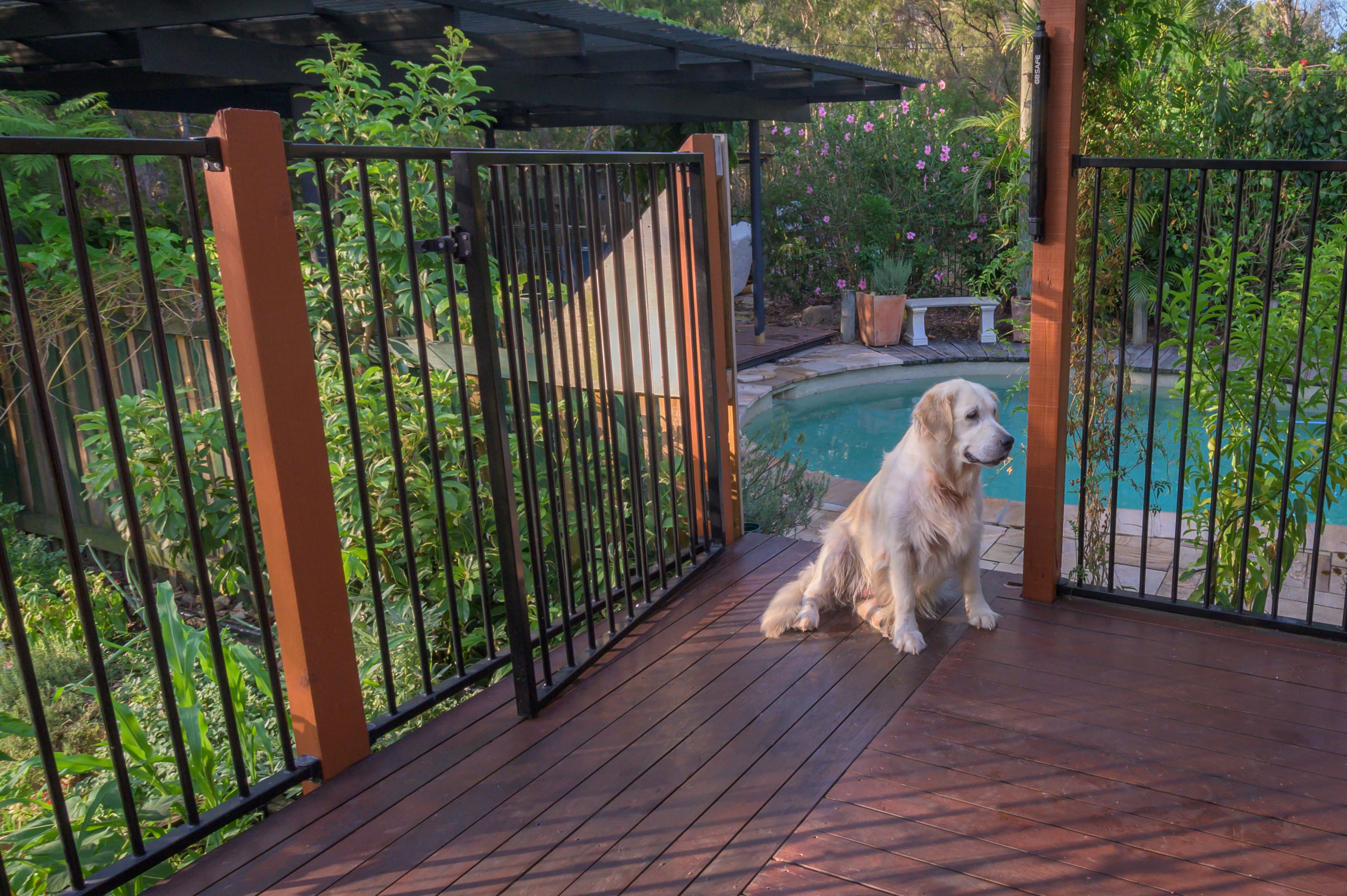 A golden retriever sits at the opening of an iron pool fence