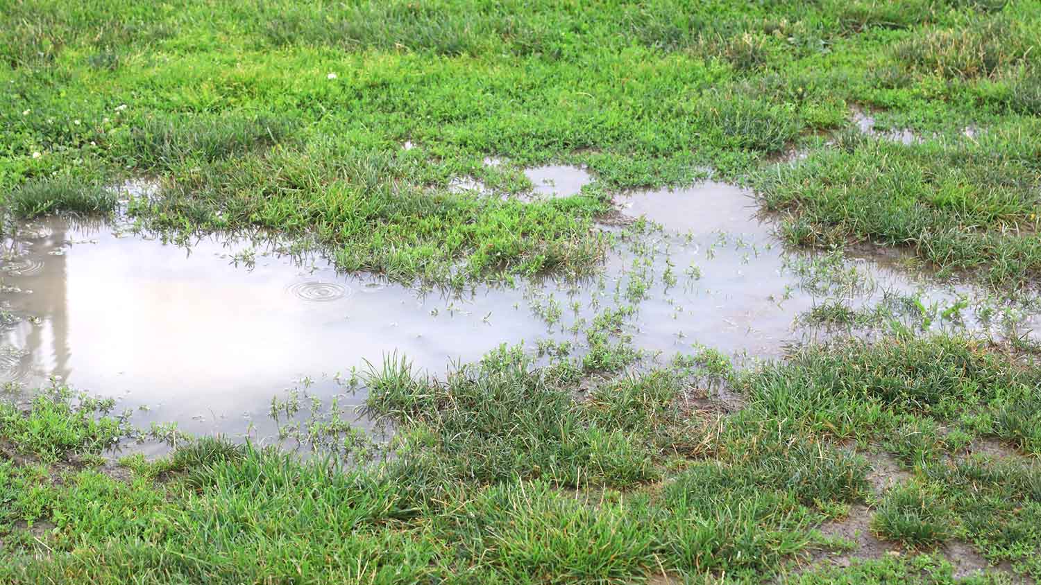 Puddle of water in the lawn