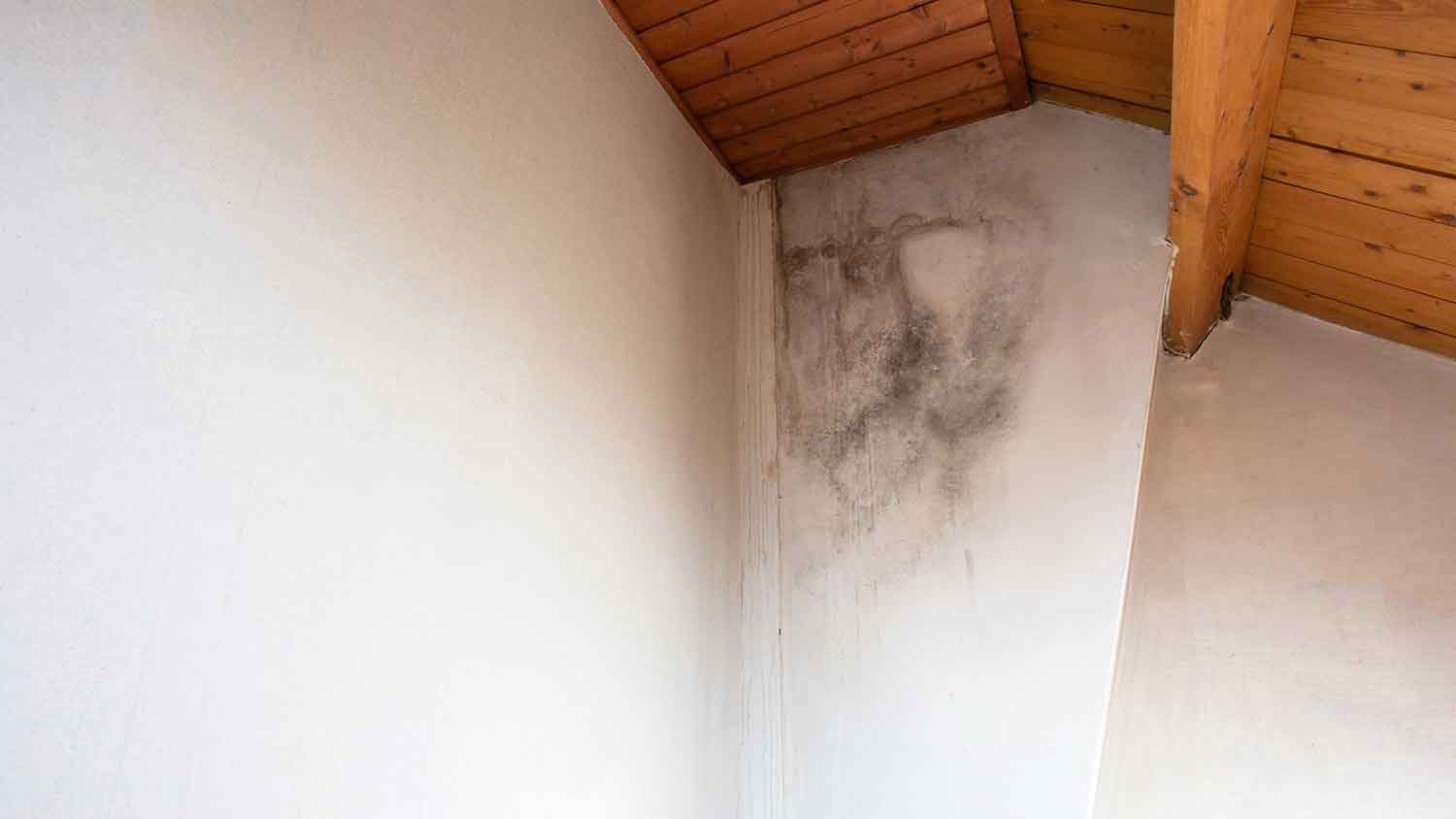 Black mold growing in the corner of the room
