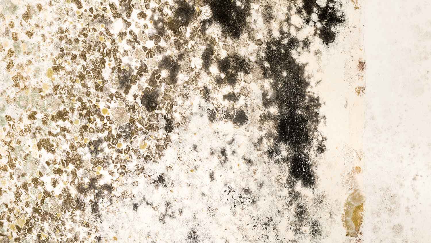 Black mold growing on the wall
