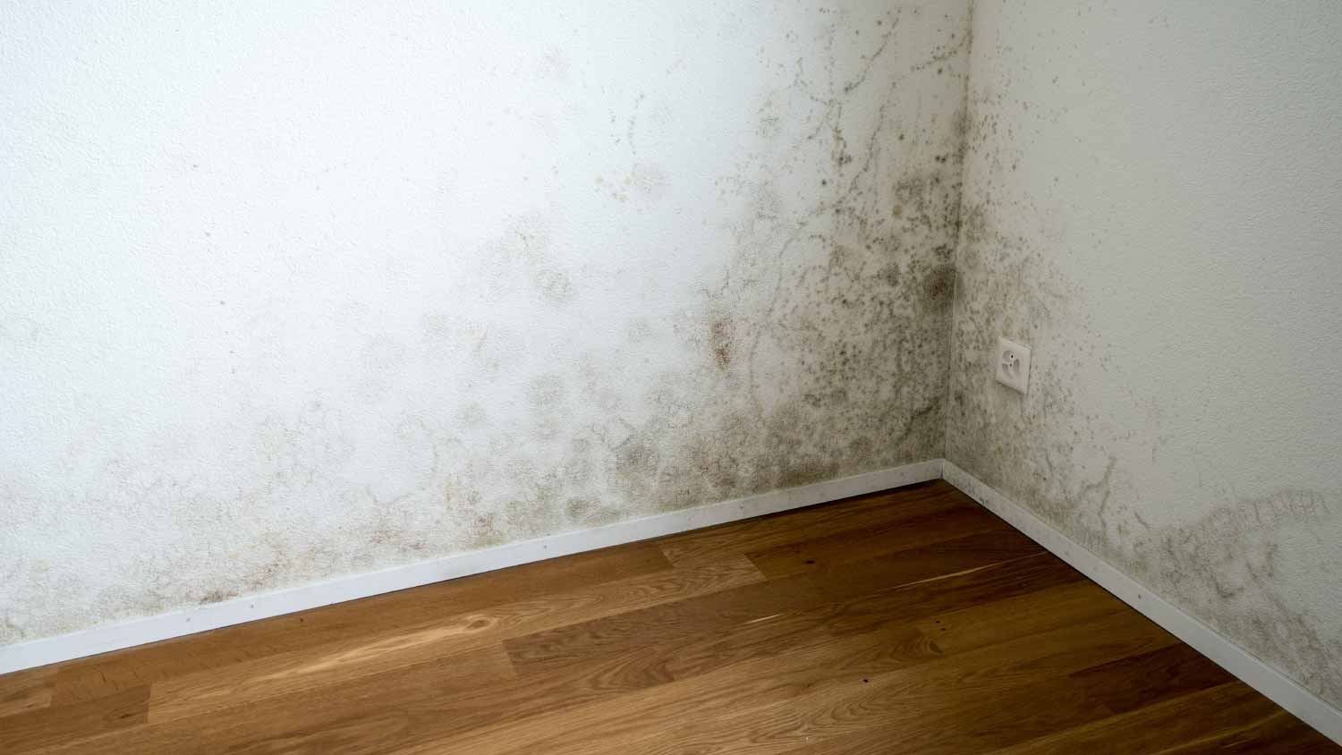 white walls with mold